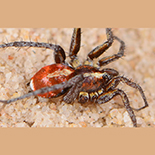 Ammoxenus amphalodes male